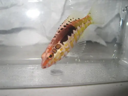 Orange Back Basslet 1