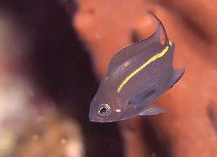 Orange Lined Chromis 1