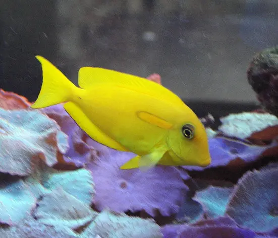 Orange Shoulder Tang (Juv 2") 1