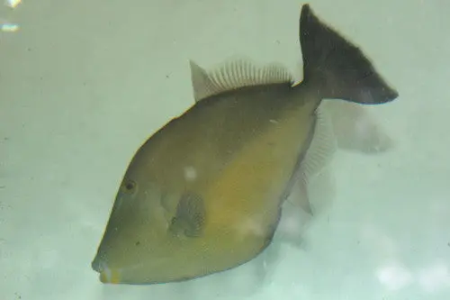 Orange Sided (Cortez) Triggerfish-(4-6") 1