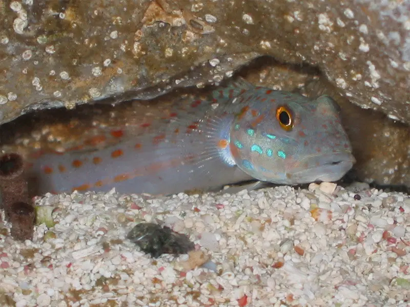 Diamond Goby-1-2" 1