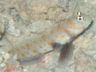 Orange Spotted Shrimp Goby 1