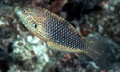 Ornate Leopard Wrasse 1