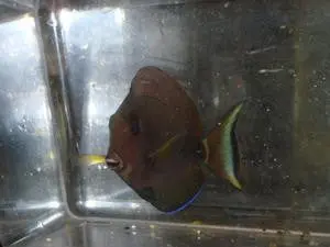 Pale Lip (White Spine) Surgeonfish- (5-6") 1