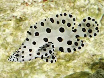 Panther Grouper-10" 1