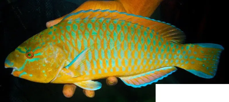 Blue Chin Parrotfish (14") 1