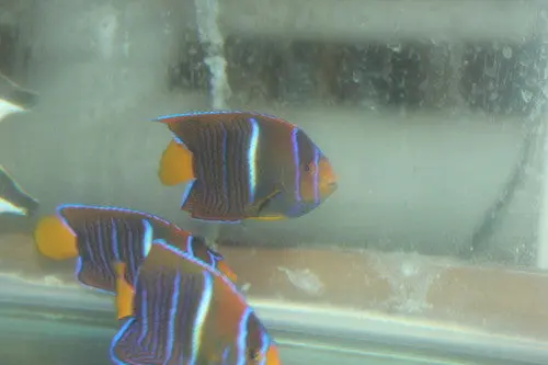 Passer Angelfish (Holacanthus Passer)-2-3" 1