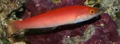 Small Tail (Red) Pencil Wrasse (Female) 1
