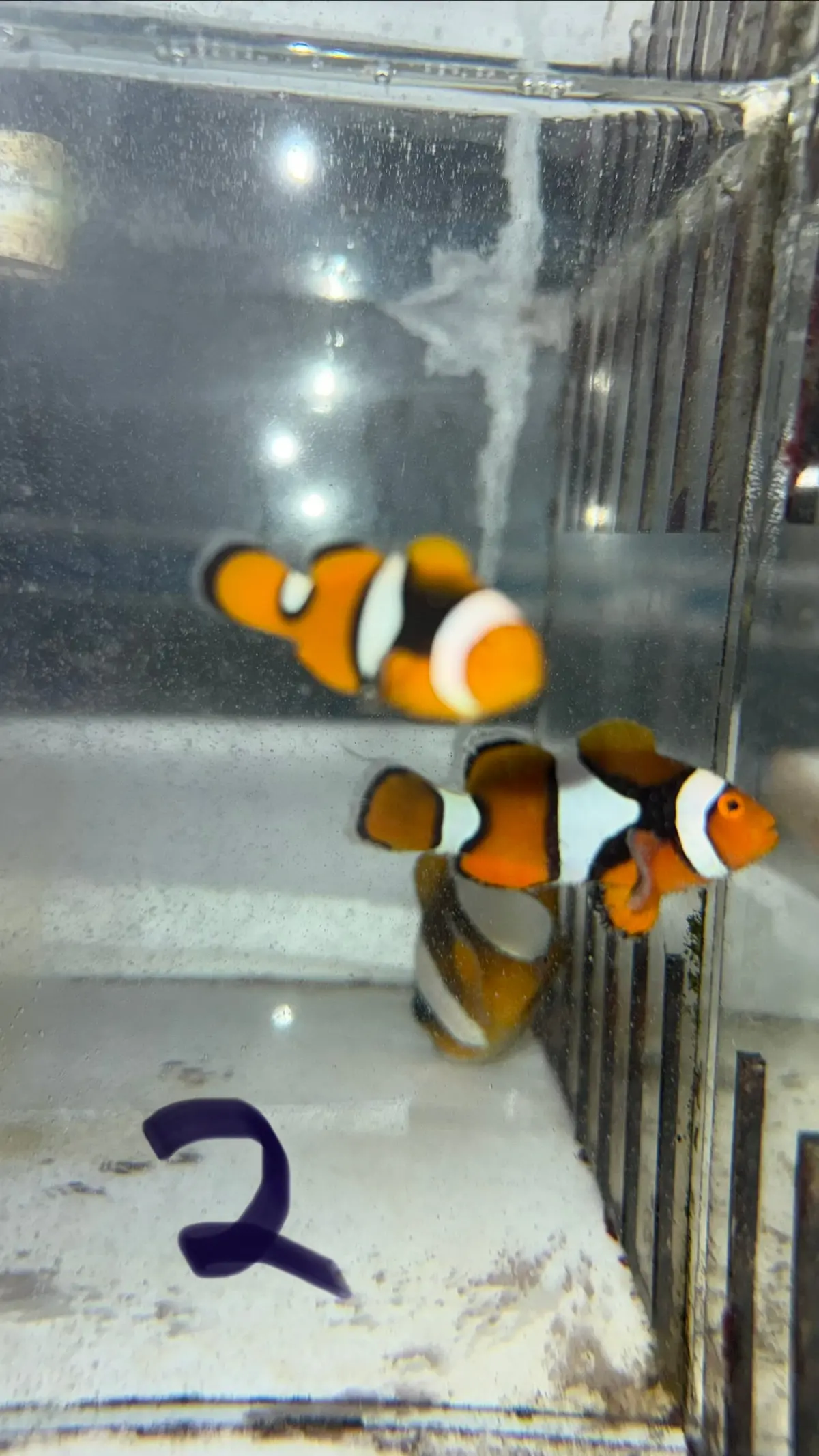 True Percula Clownfish-Super Black Pair 2 Wysiwyg 1