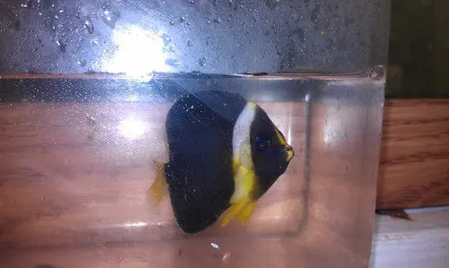 Personifer (Meredithi) Angel-2-3" Female 1