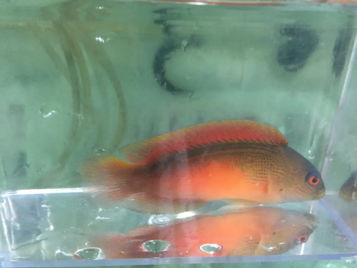 Dampiera Dottyback 2
