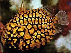 Pinecone Fish | Monocentrus Japonicus 1