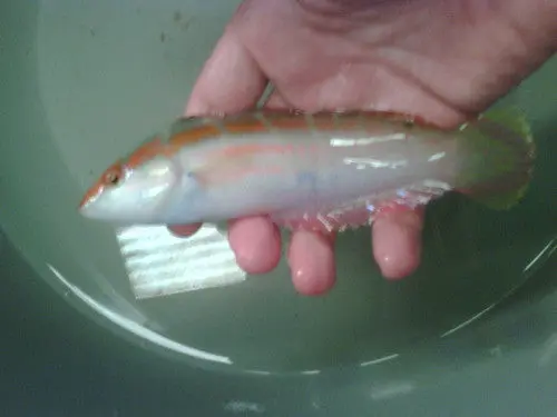 Pink Lined Coris Wrasse (6") 1