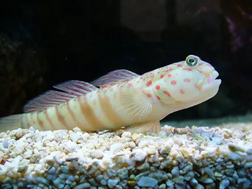 Pink Spotted Watchman Goby 1