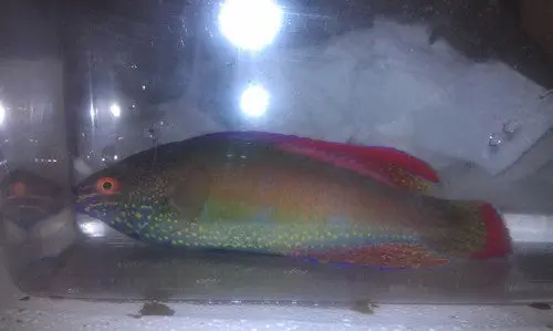 Pink Margin Fairy Wrasse-Xxl Male Tonga 1