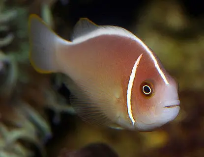 Pink Skunk Clownfish Pair (Wild) 1