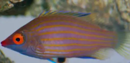 Pinkstreaked Wrasse 1