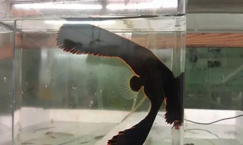 Pinnatus Batfish 1