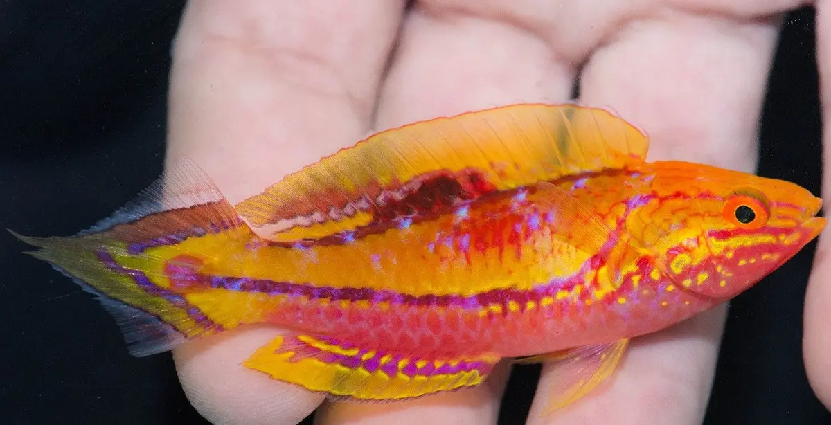 Pin Tail Fairy Wrasse| Cirrhilabrus Isosceles ( Male) 1