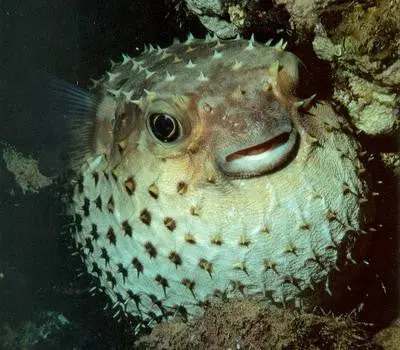 Porcupine Pufferfish-6-7" 1