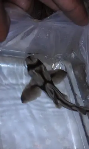 Port Jackson Shark | Heterodontus Portusjacksoni (12") 1