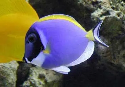Powder Blue Tang | Acanthurus Leucosternon (3-4") 1