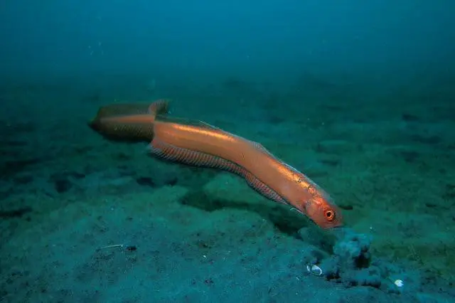 Black Spot Bandfish 1