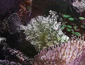 Prickly Filefish-2" 1