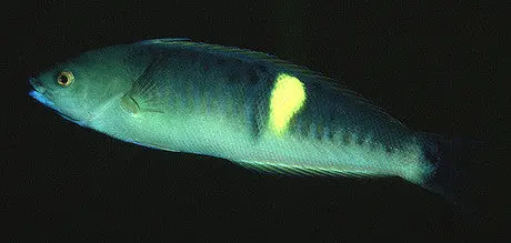 Yellow-Band Wrasse 1