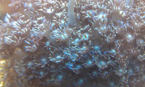Flower Pot (Goniopora) Coral, Purple, 6"+ 1