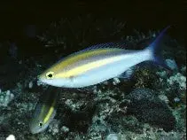 Purple Threadfin Bream 1