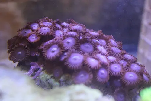 Zooanthid Polyps-Purple-Large (6") 1