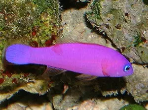 Purple Pseudochromis 1
