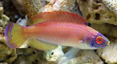 Pylei Fairy Wrasse (3") 1