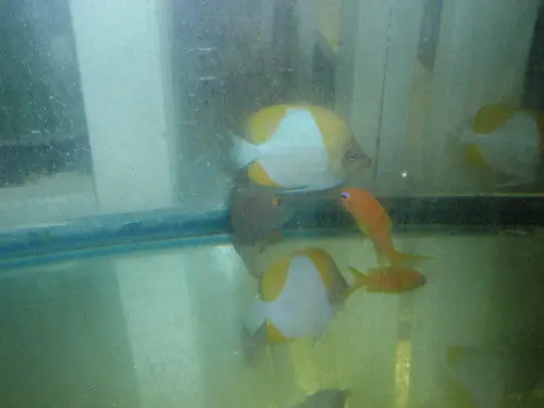 Trio Of Yellow Pyramid Butterfly (Hemitaurichthys Polylepis) (3-4”) 1