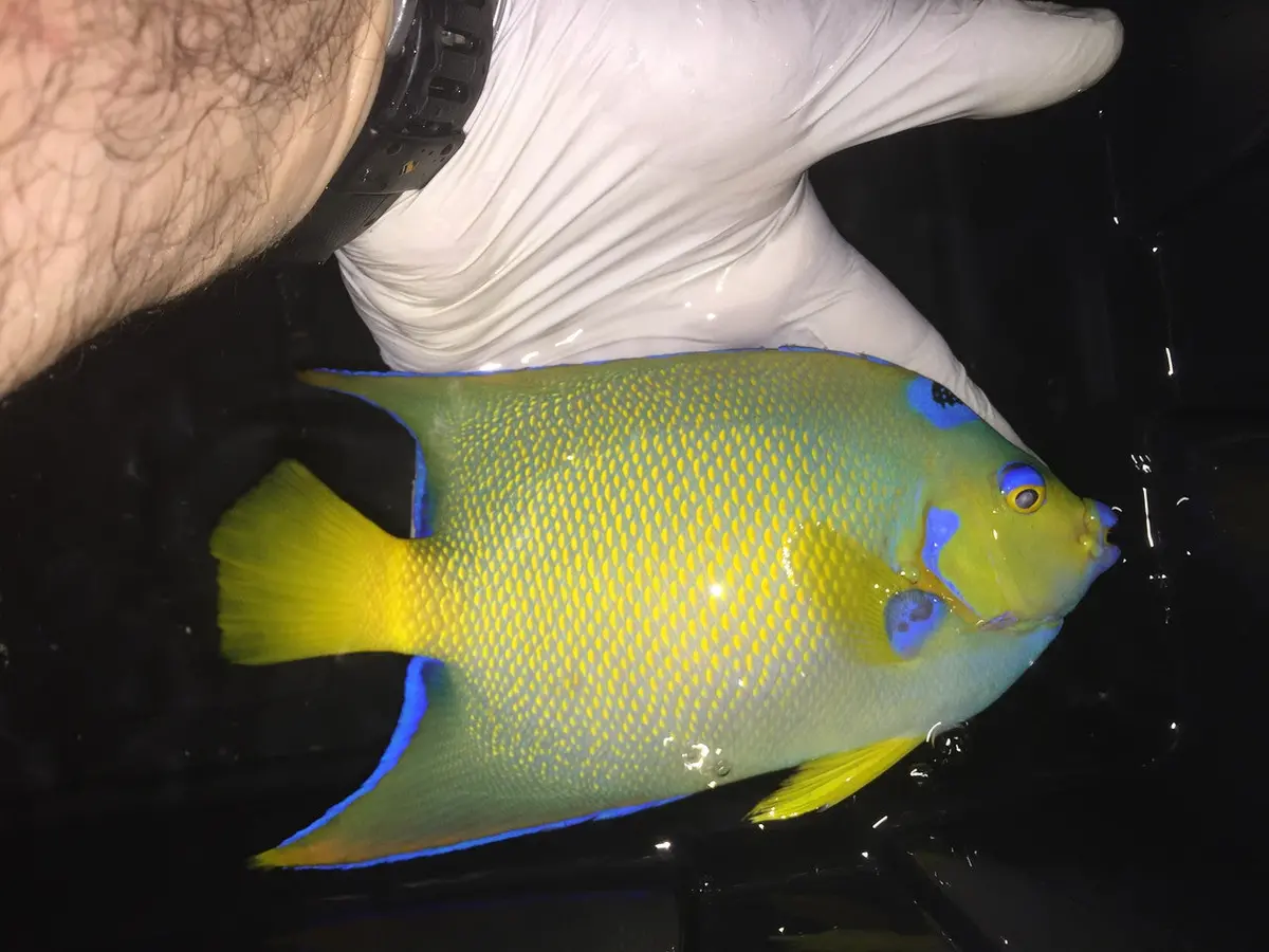 Queen Angelfish | Holacanthus Ciliaris | 6-7” 1