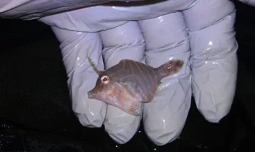 Radial Filefish (Acreichthys Radiatus) 1