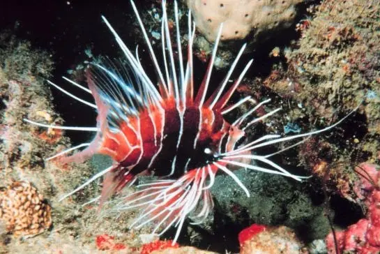 Radiata Lionfish (4") 1