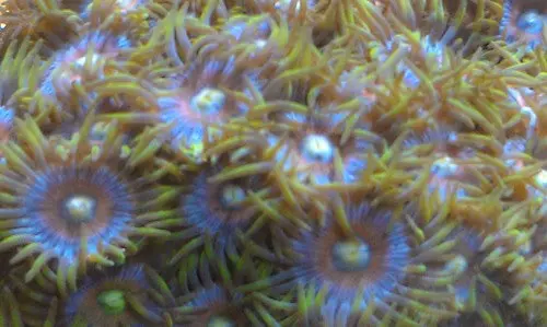 Assorted Grade A Zoos (2" Piece, 20+ Polyps) 1
