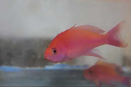Randall's Anthias-Pair 1