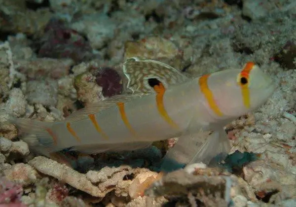 Randall's Shrimp Goby-3" 1