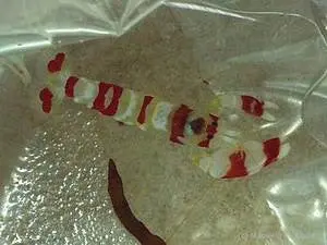 Randall's Pistol Shrimp 1