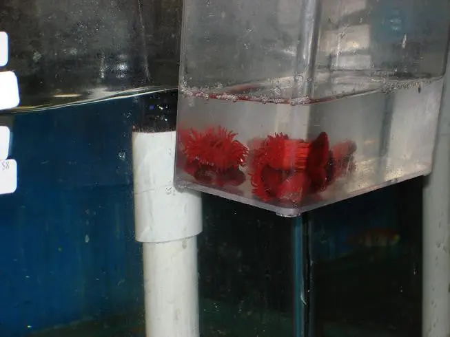 Baby Red Rock Anemone 1