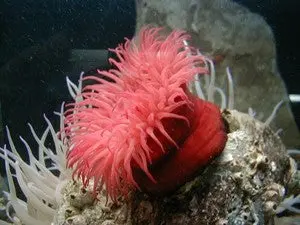 Red Beadlet Anemone 1