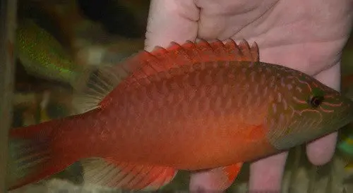 Red Breasted Wrasse(4") 1