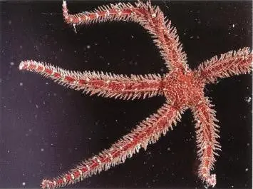 Red Brittle Starfish 1