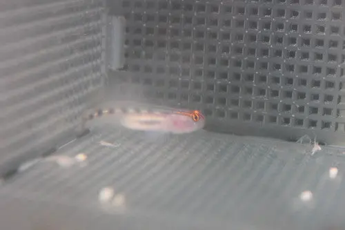 Red Head Goby | Elacatinus Puncticulatus 1