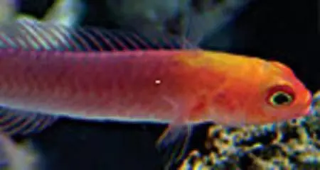 Red Head Elegant Pseudochromis 1