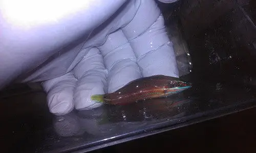 Red Line Wrasse (Halichoeres Biocellatus) 1