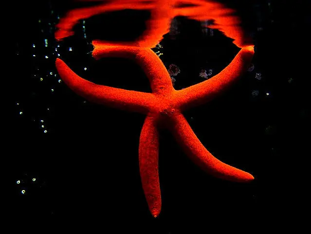 Red Linkia Starfish 1